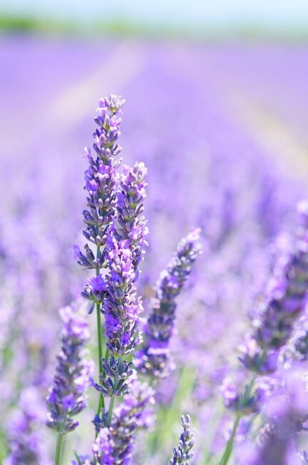 Les Bienfaits Apaisants de la Fleur d’Oranger dans les Parfums d’Intérieur